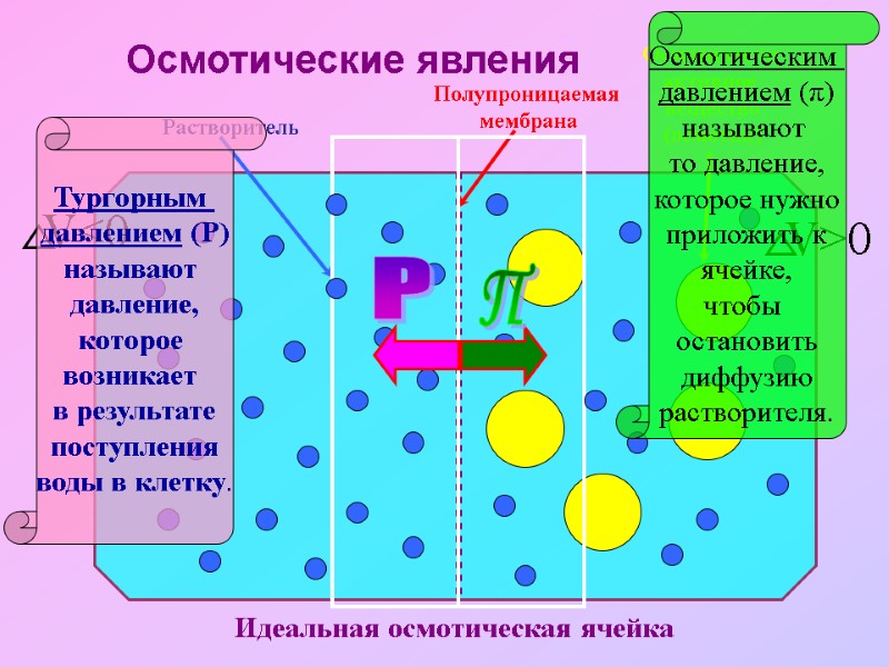 Осмотические явления Идеальная осмотическая ячейка Полупроницаемая  мембрана Растворитель Осмотически  активное  вещество